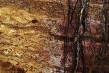 Polished Golden Amphibolite Slab - Western Australia #221668-1